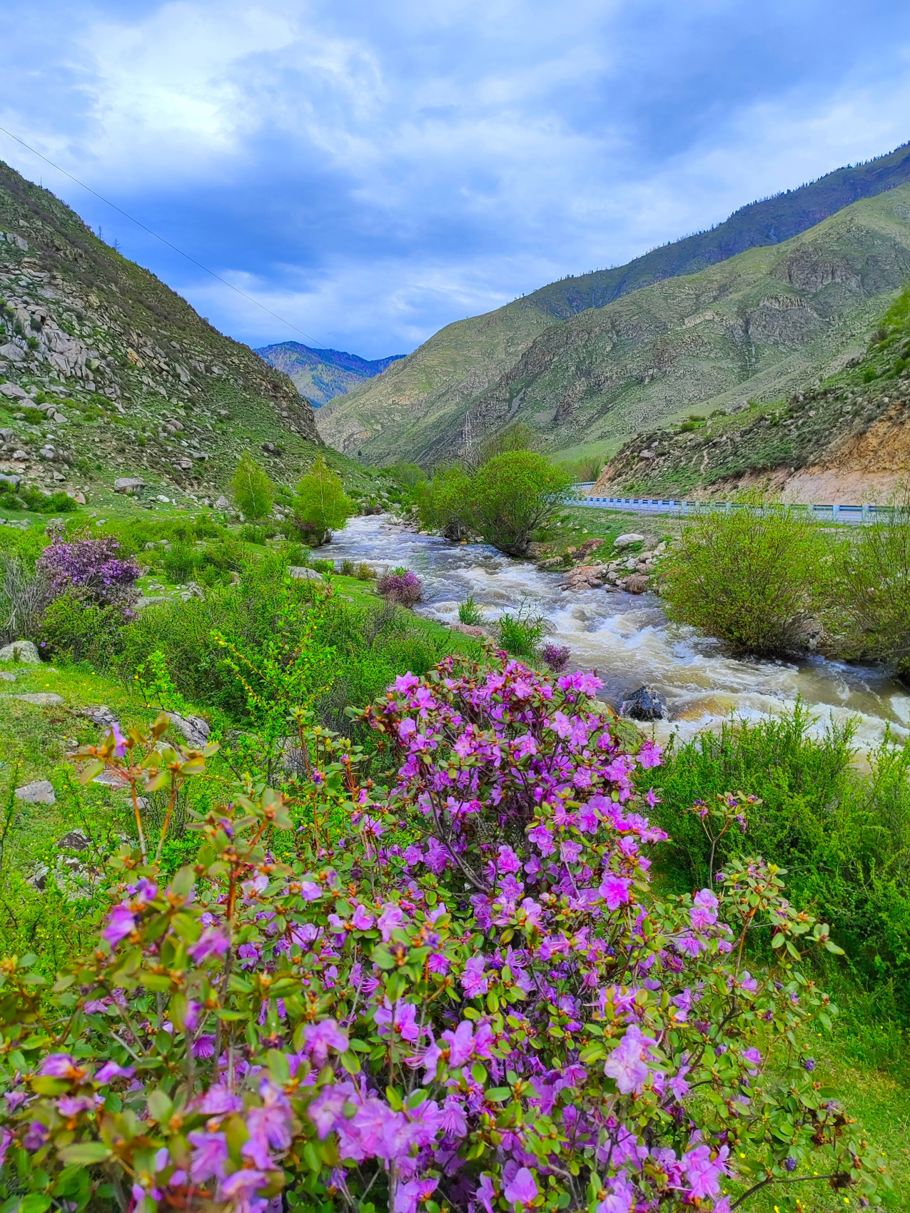 ВЕСЬ АЛТАЙ: пока цветёт алтайская сакура (29/38)