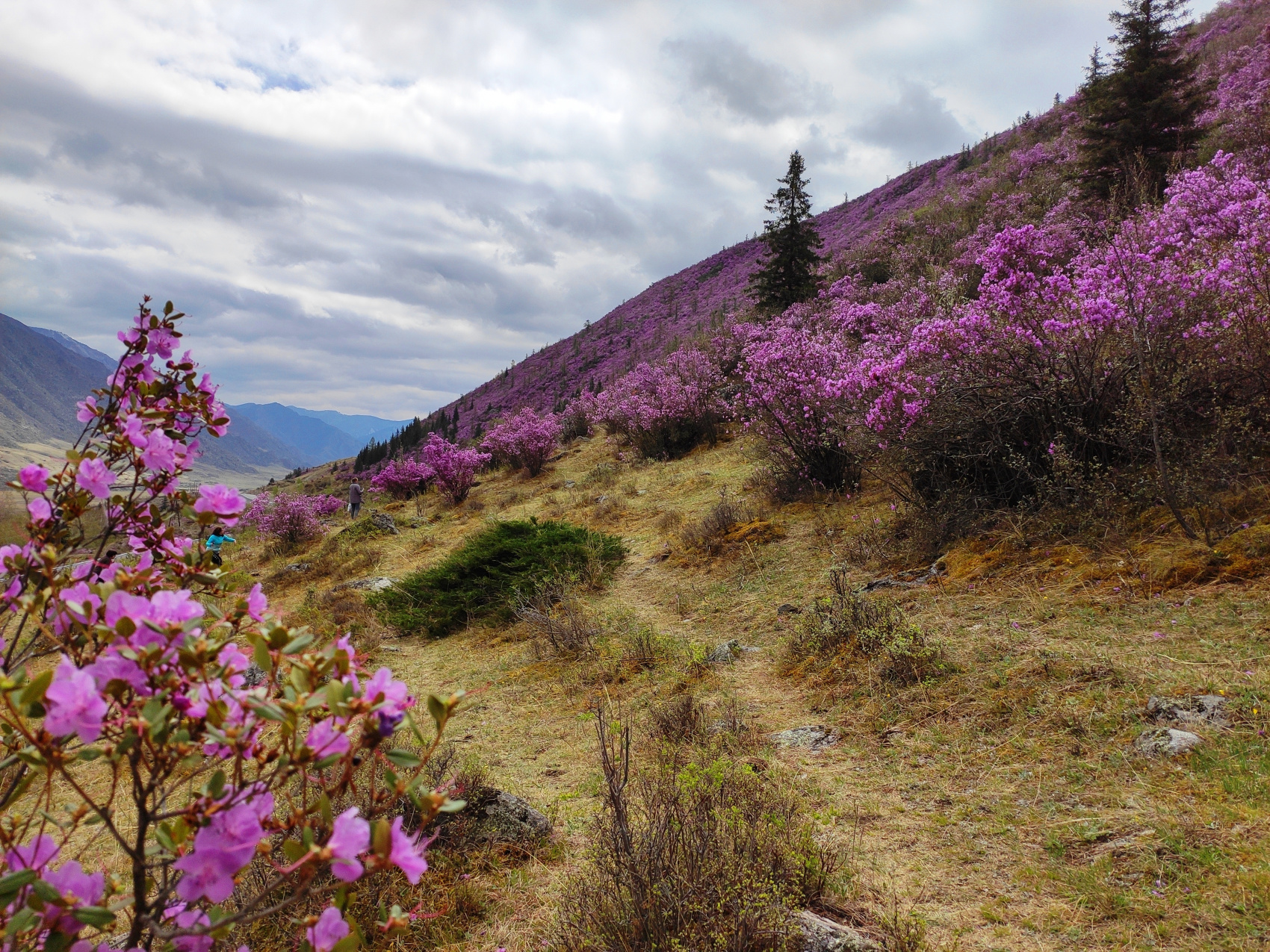 ВЕСЬ АЛТАЙ: пока цветёт алтайская сакура (10/38)