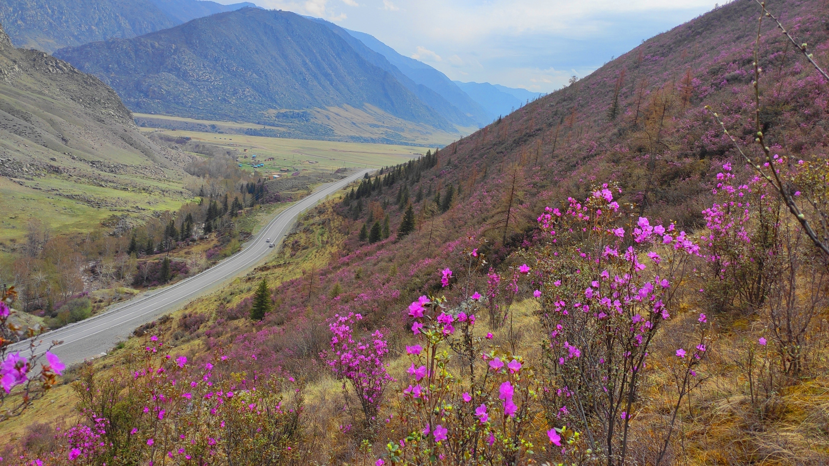 ВЕСЬ АЛТАЙ: пока цветёт алтайская сакура (24/38)