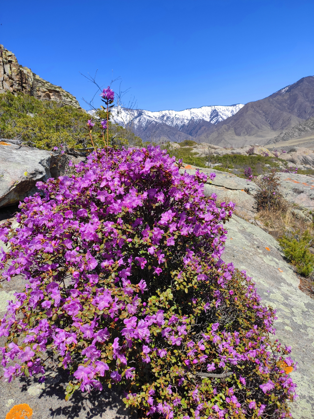 ВЕСЬ АЛТАЙ: пока цветёт алтайская сакура (5/38)