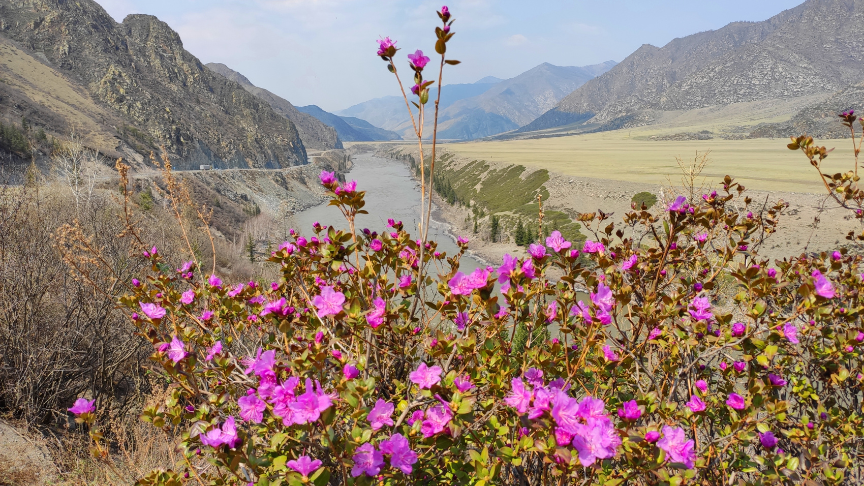 ВЕСЬ АЛТАЙ: пока цветёт алтайская сакура (21/38)
