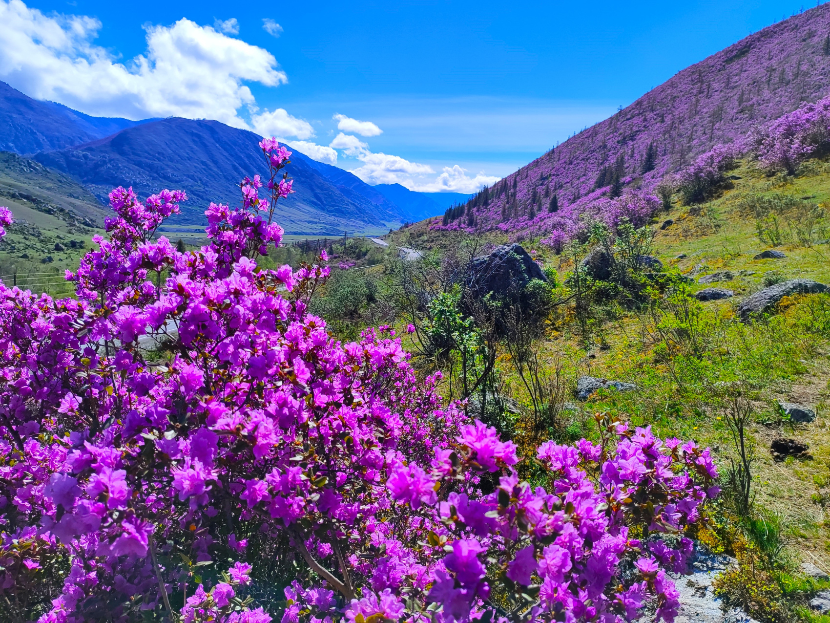 ВЕСЬ АЛТАЙ: пока цветёт алтайская сакура (15/38)