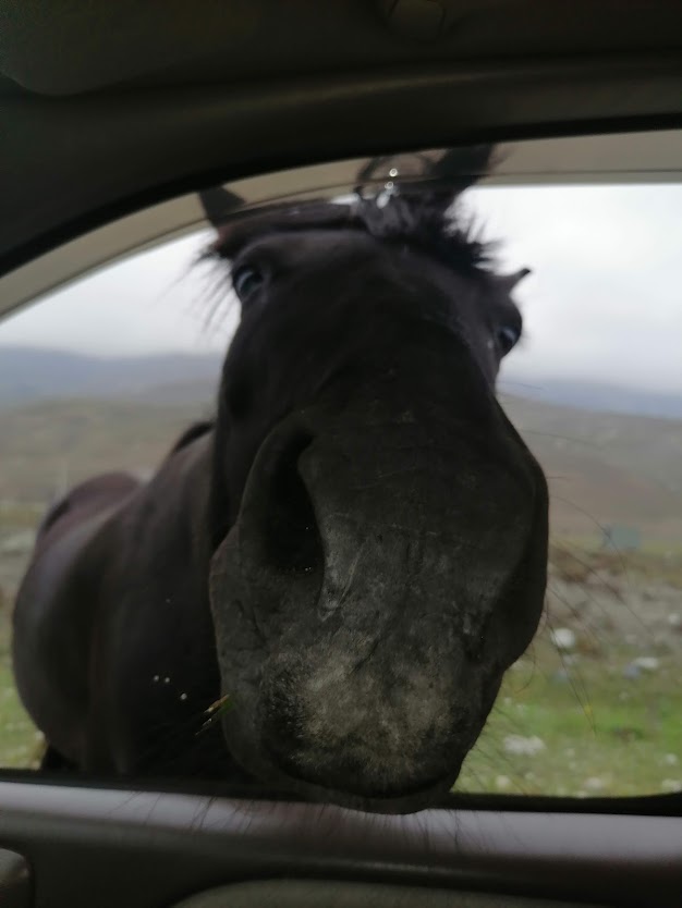 Осетия + Ингушетия (9/38)