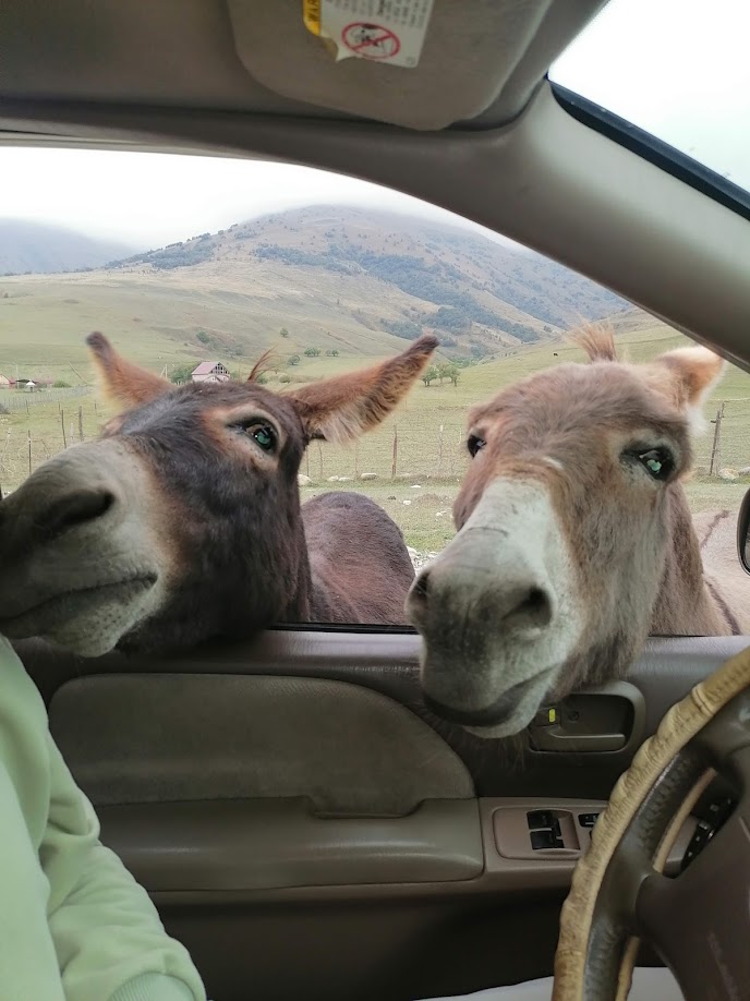 Осетия + Ингушетия (14/38)