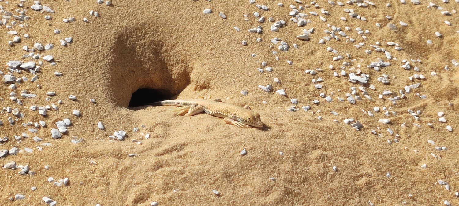 Круиз, Пески и Храмы Египта: Пустыни и Культурные Сокровища! (21/87)