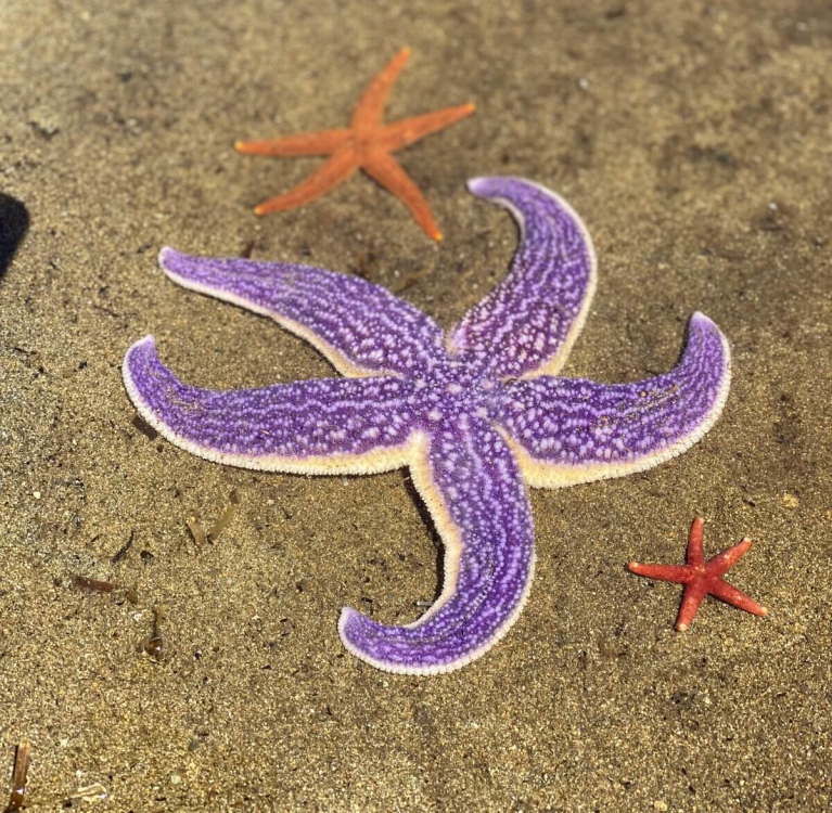 3 острова: Сахалин - Кунашир - Итуруп (10/47)