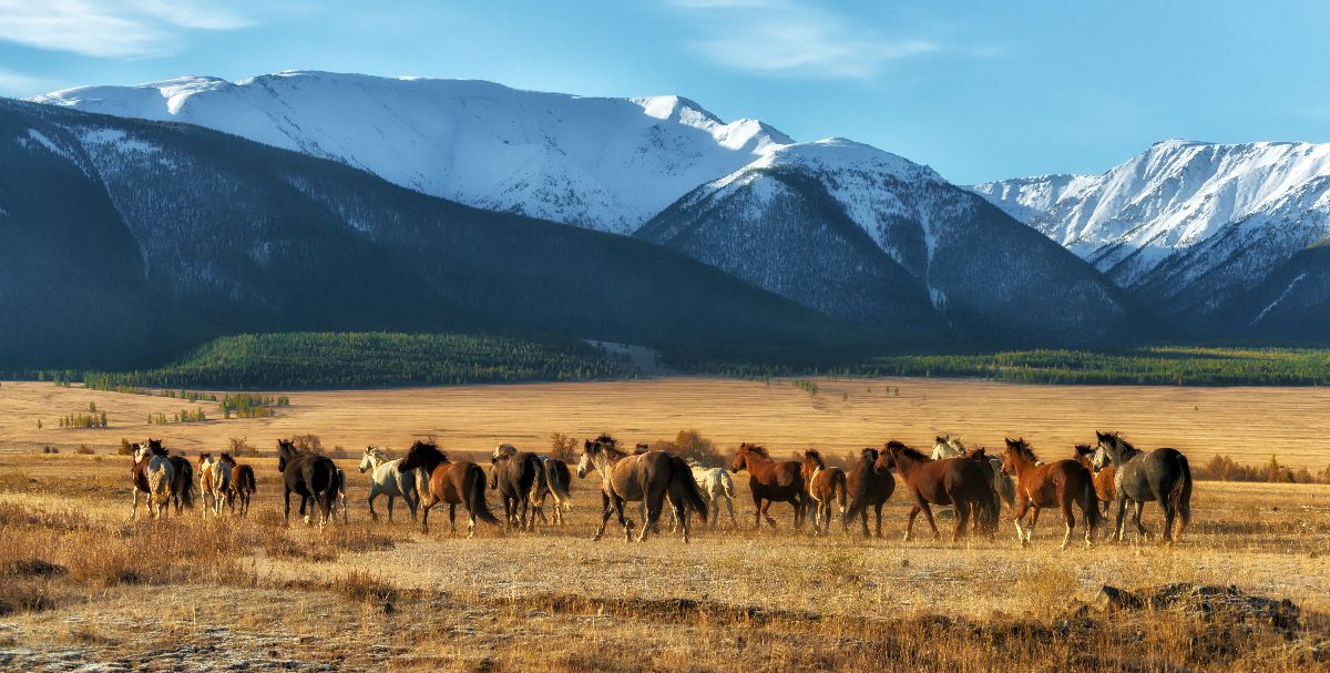 Перезагрузка. Через весь Алтай с комфортом. Хит! (6/29)