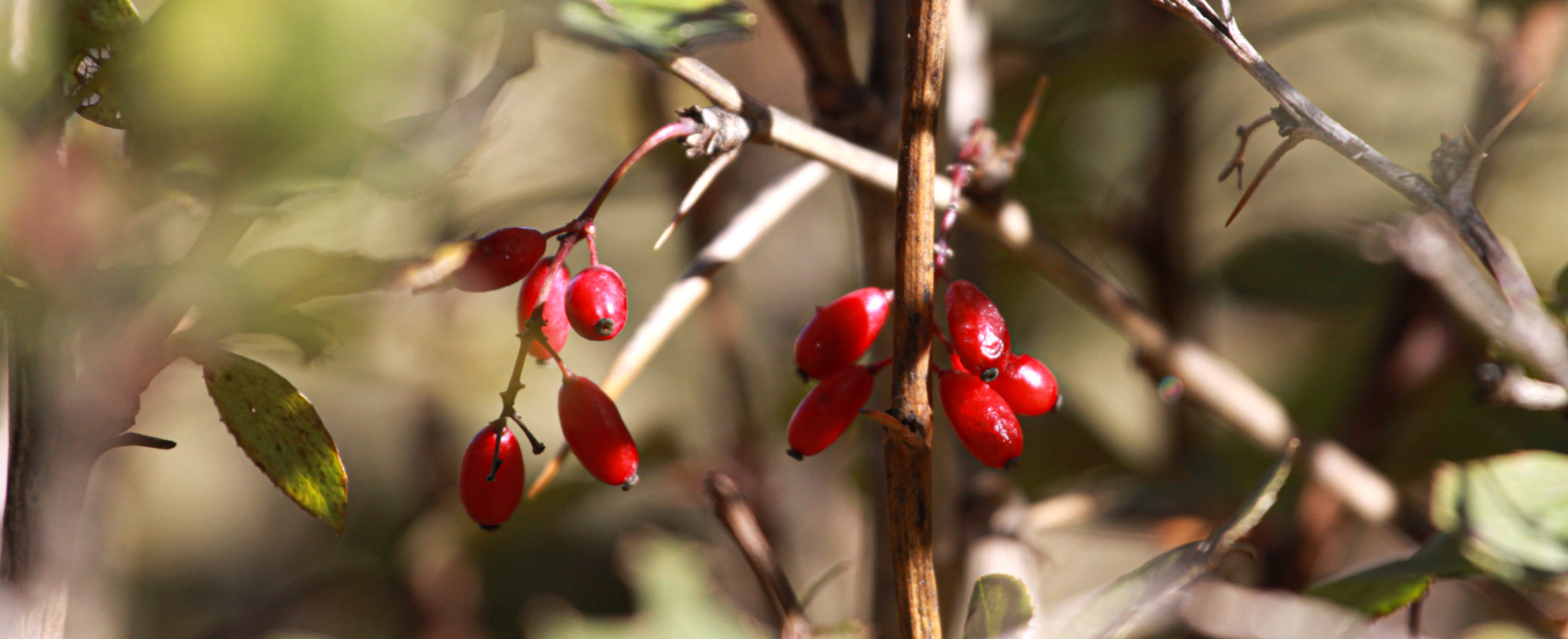 Йога для новичков в уединенных горах Кавказа. Походы без рюкзаков в комфорте (59/103)