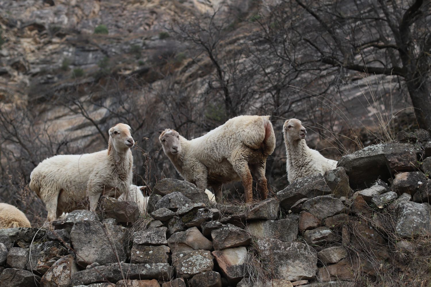Сердце Дагестана с комфортом за 6 дней (87/113)