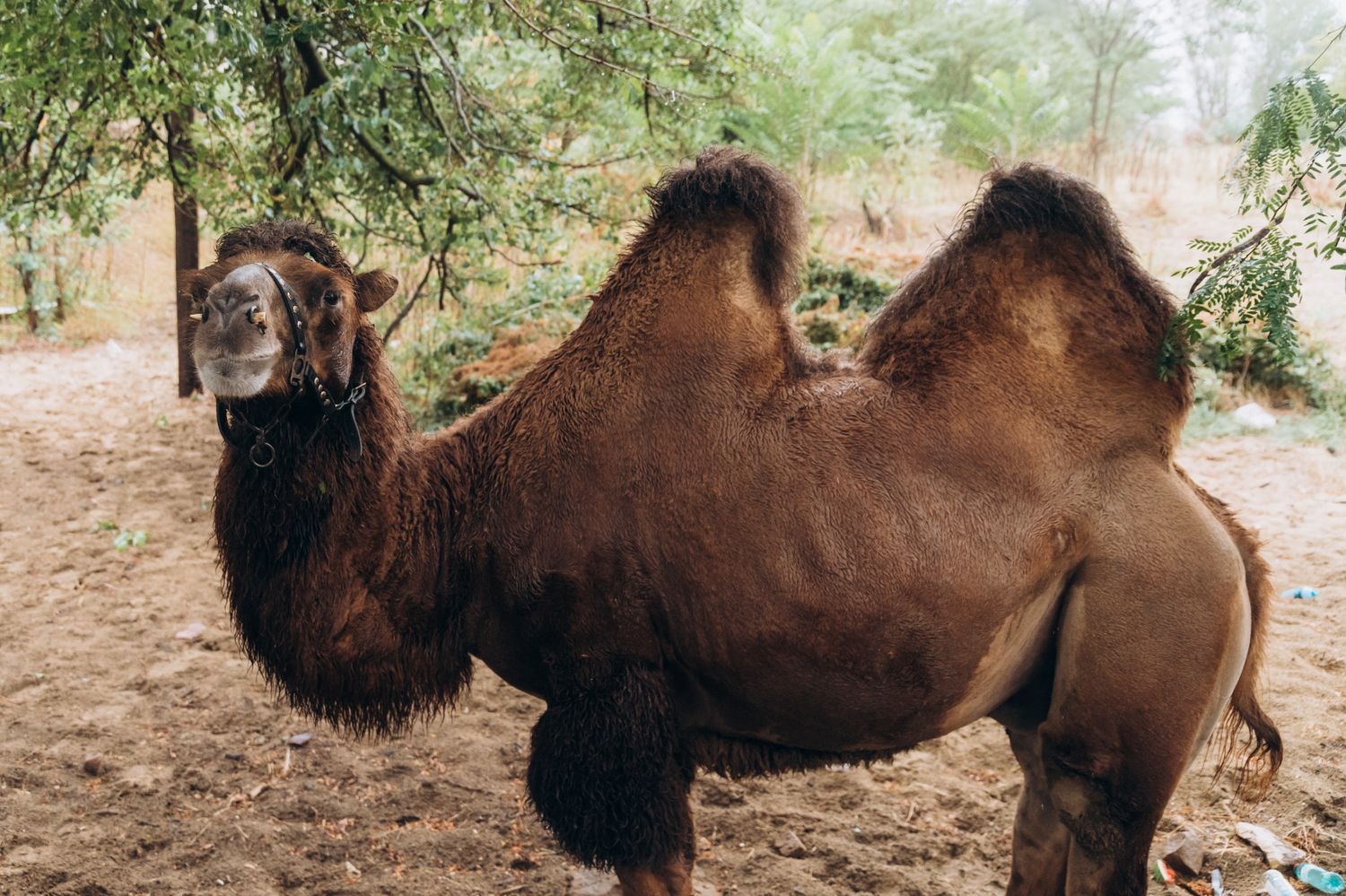 Горы Дагестана с комфортом, где все включено! (41/75)