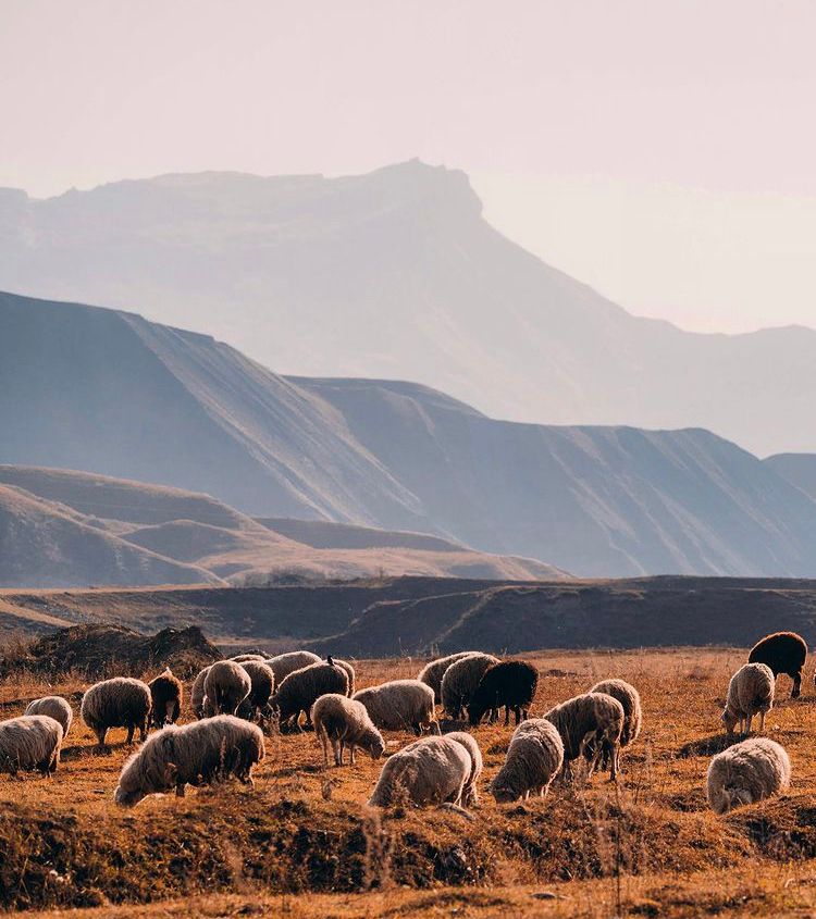В гости к Дагестанцам. Колоритный тур с комфортом. (8/77)