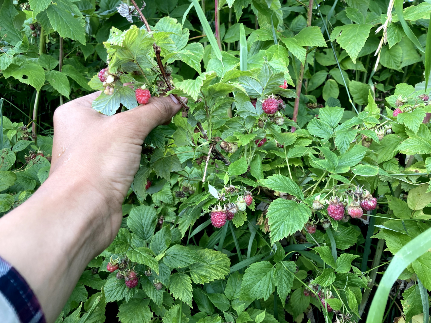 Мезень. Жилая вода (8/90)