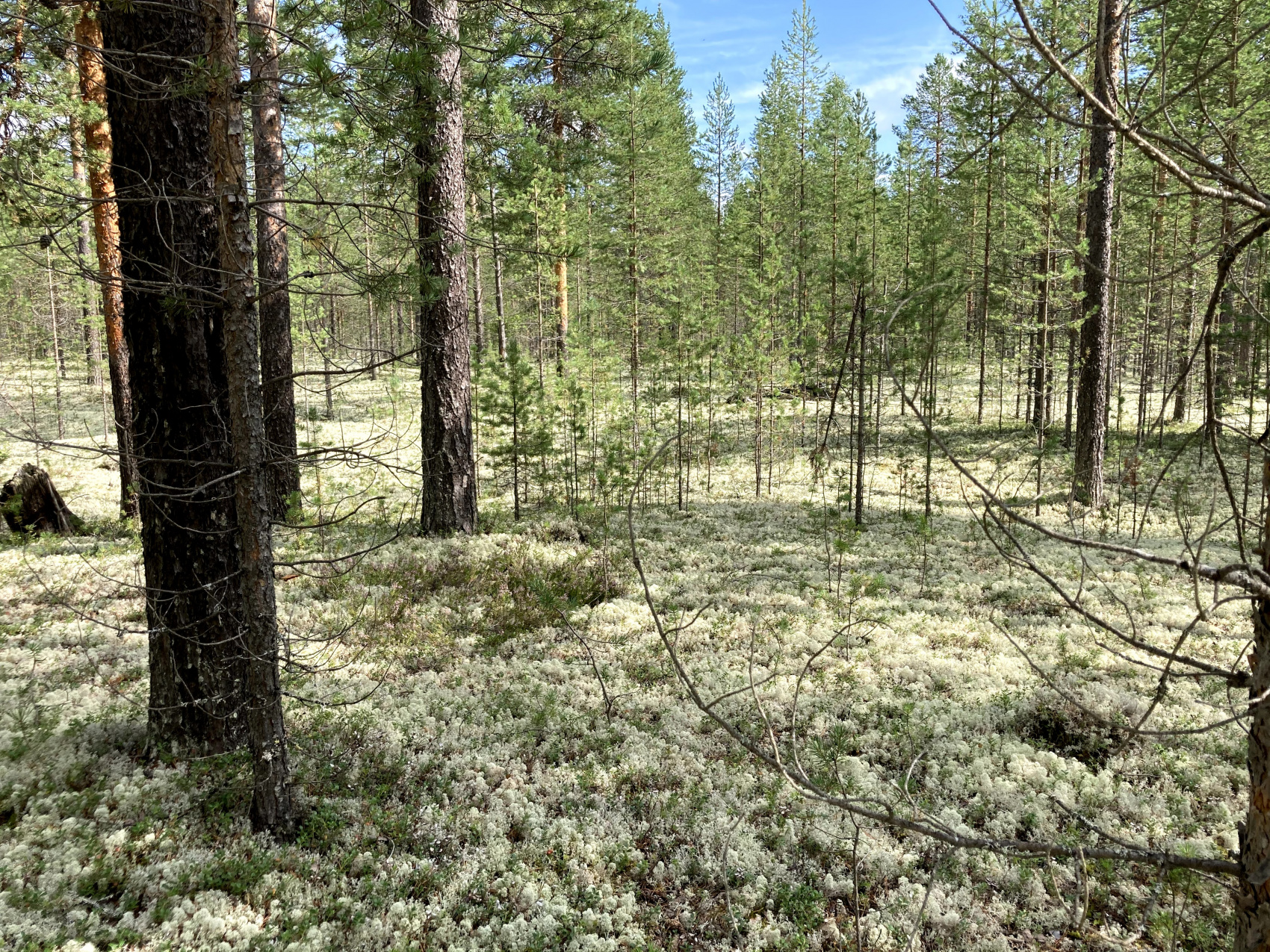 Мезень. Жилая вода (6/90)