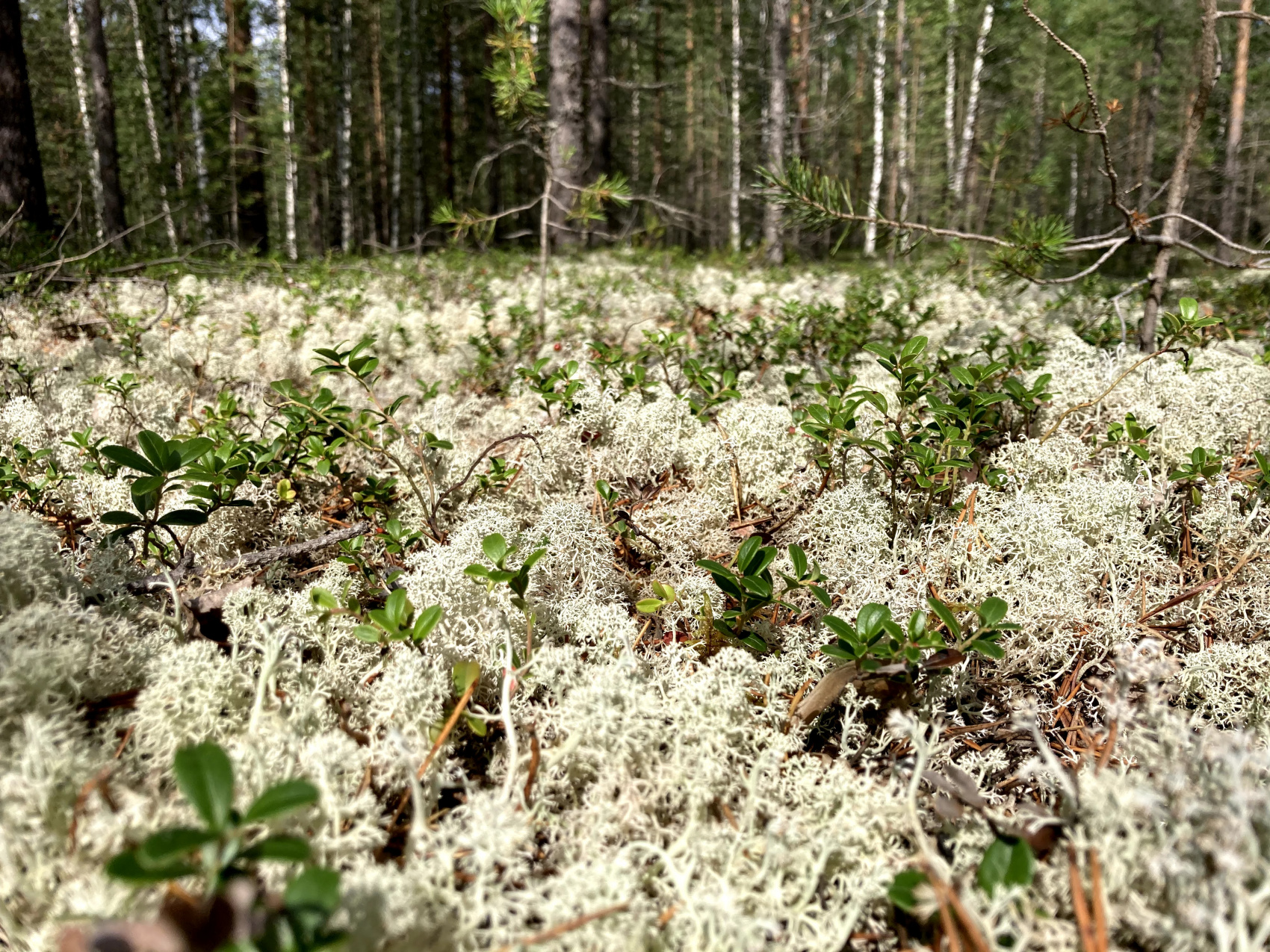 Мезень. Жилая вода (4/90)