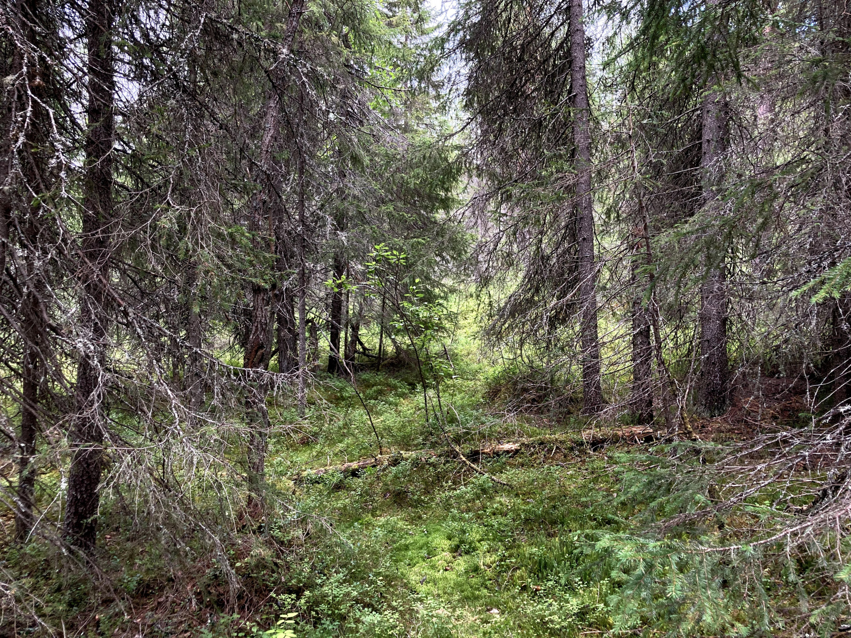 Мезень. Жилая вода (11/90)