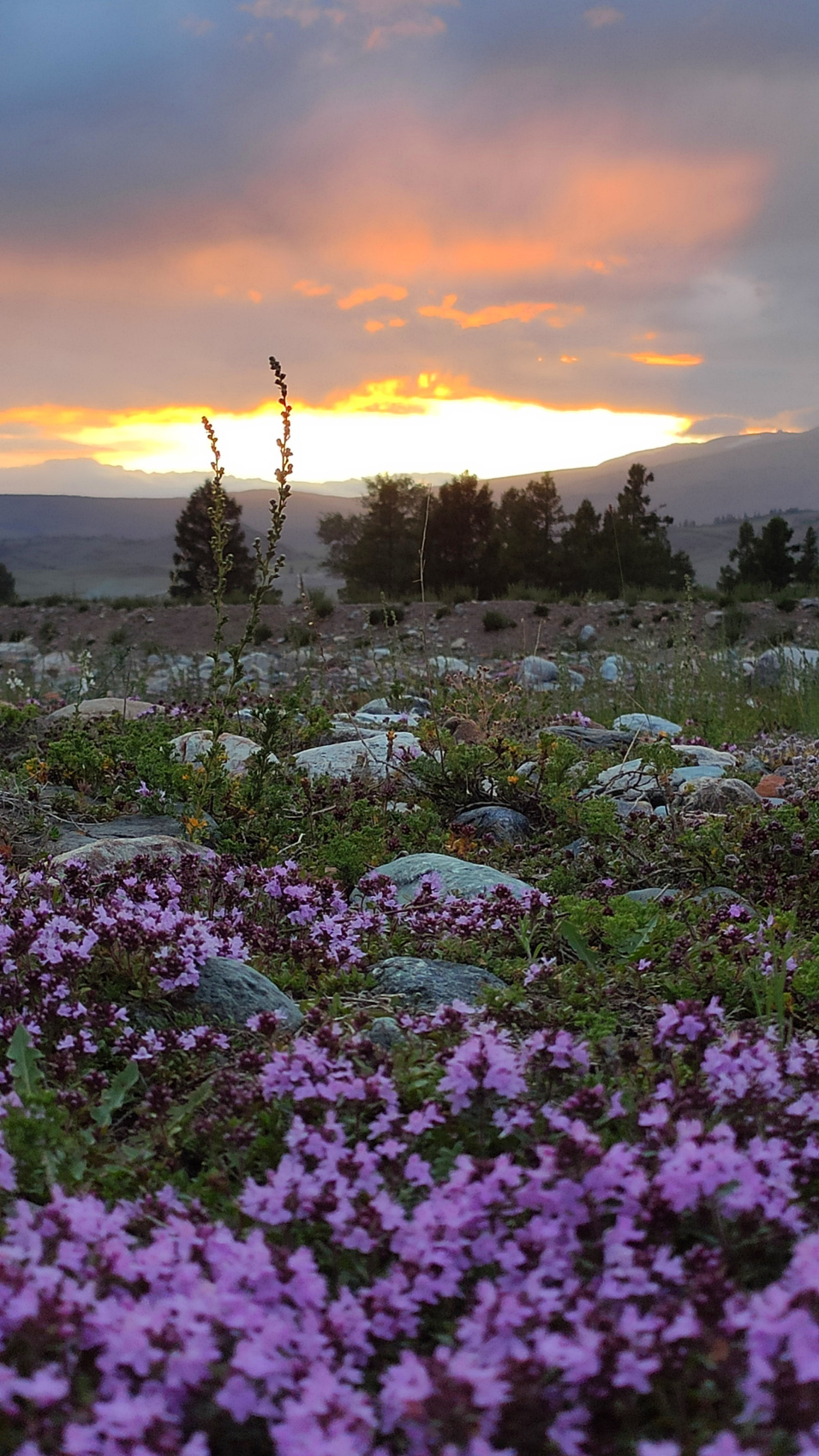 Весь Горный Алтай и красивейшая дорога России (34/51)