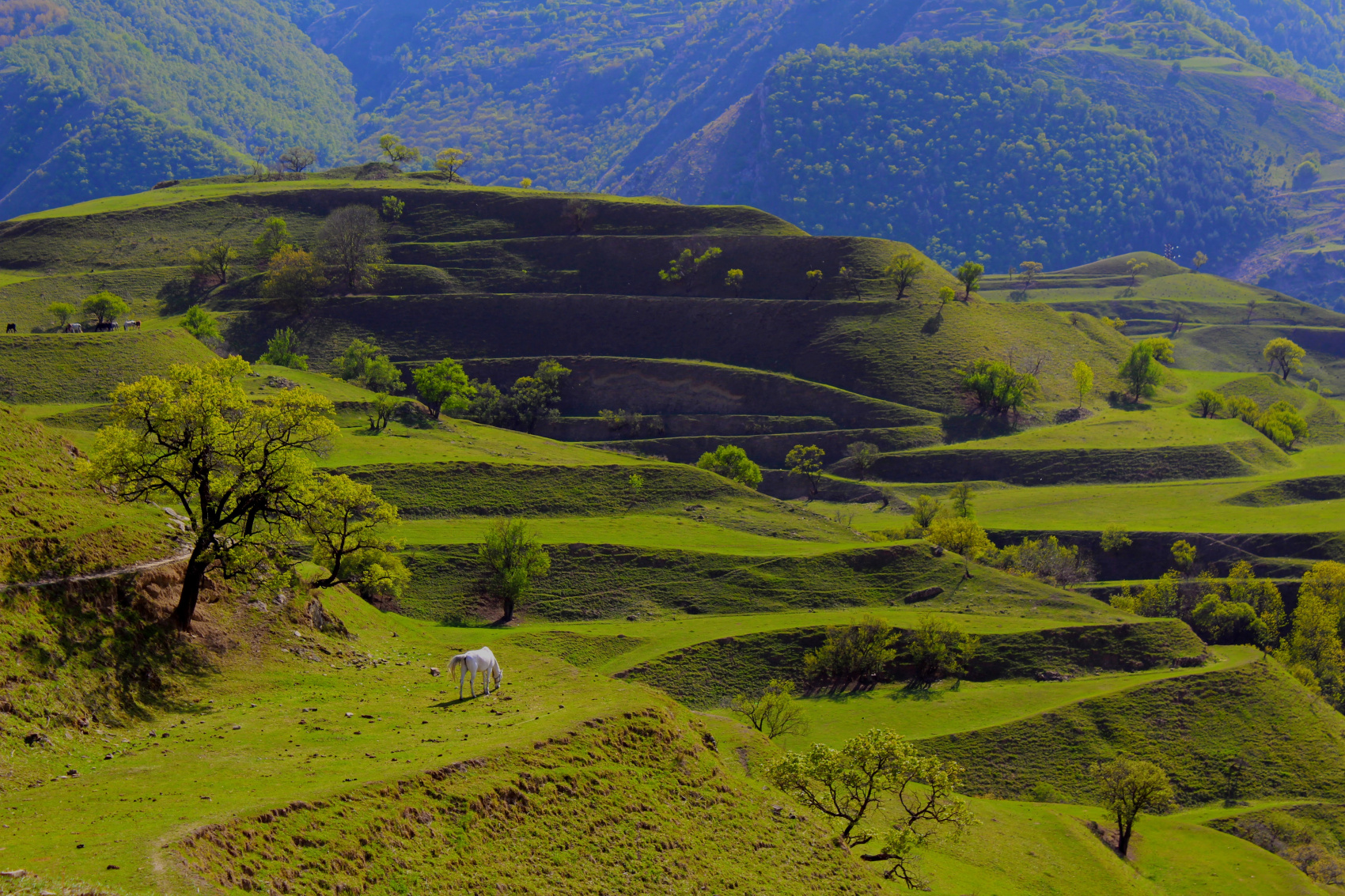 3 дня в Дагестане! Всё включено! (55/100)