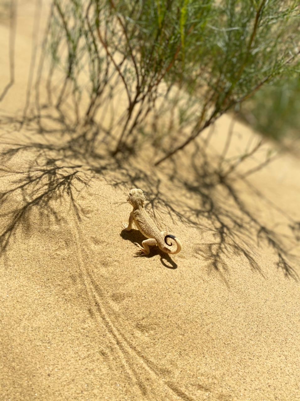 3 дня в Дагестане! Всё включено! (56/100)