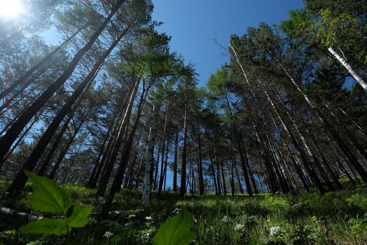 Авторская программа Магия Цветение Багульника На Байкале. Суперкомфорт. (37/72)