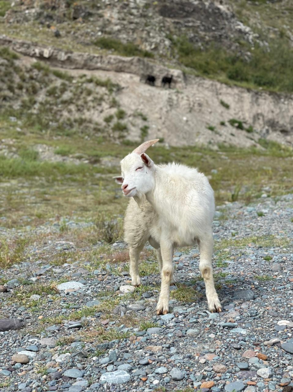 Сердце Горного Алтая: до Монголии и обратно (48/82)