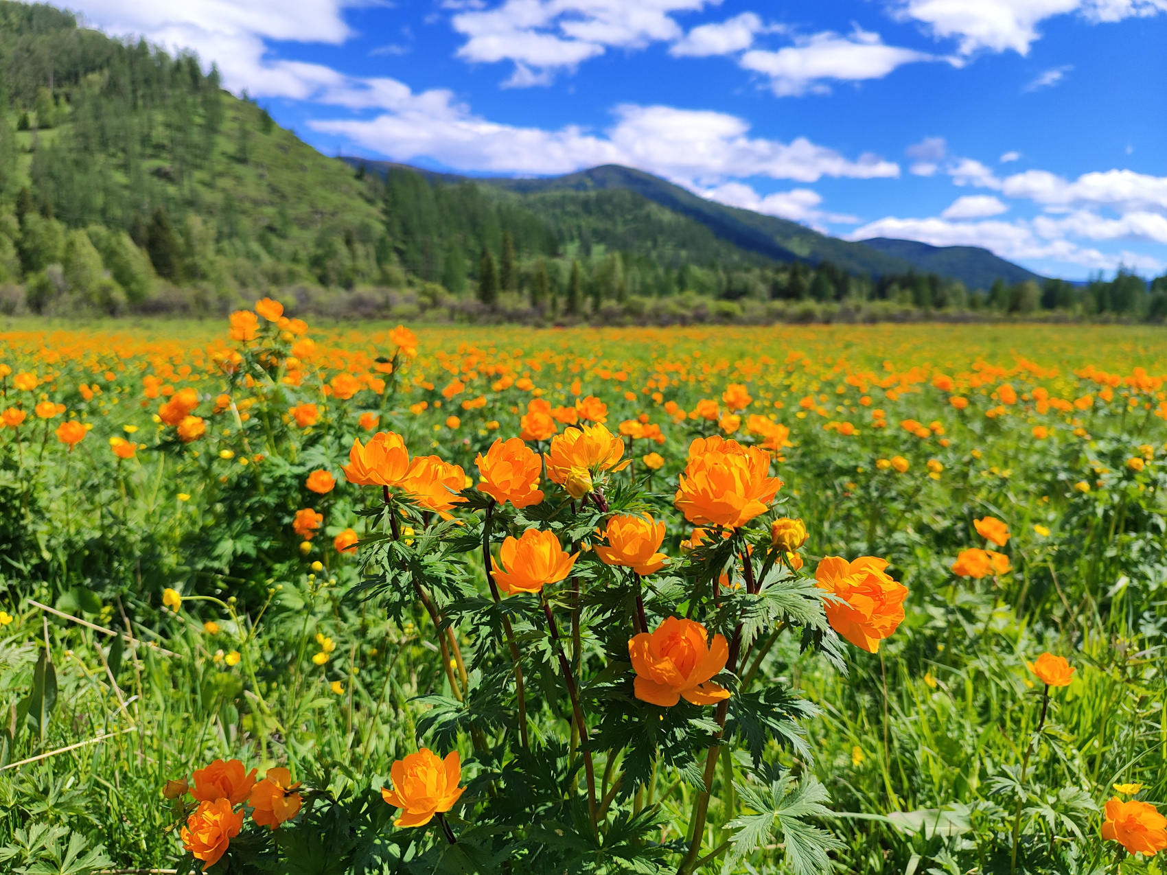 Сердце Горного Алтая: до Монголии и обратно (56/82)