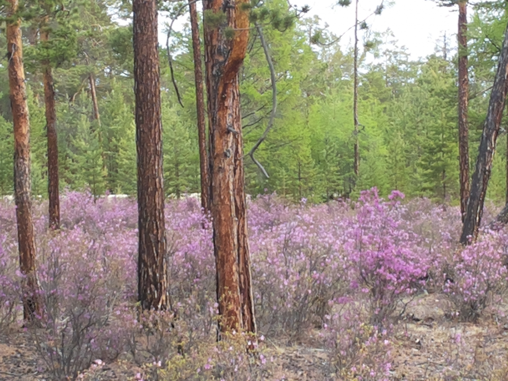 Байкал персонально для Вас - яркие впечатления за 5 дней (5/51)