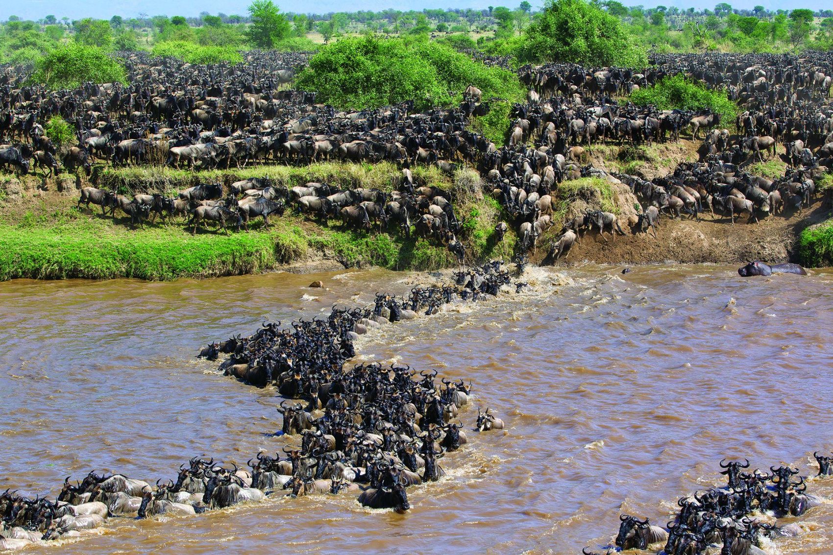Кения: Великая миграция диких животных