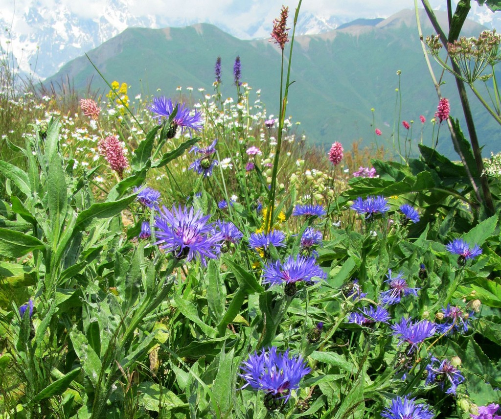 Поход в горы Сванетии, экскурсии и море (14/53)