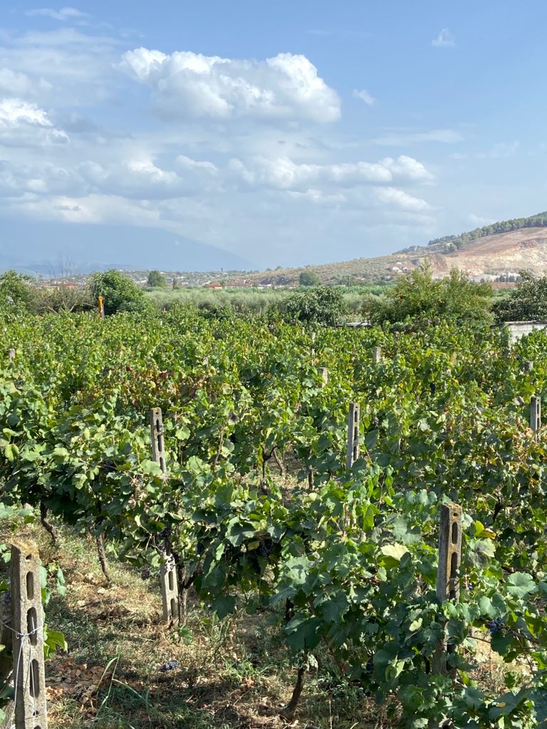   АЛБАНИЯ - полное погружение  (17/70)