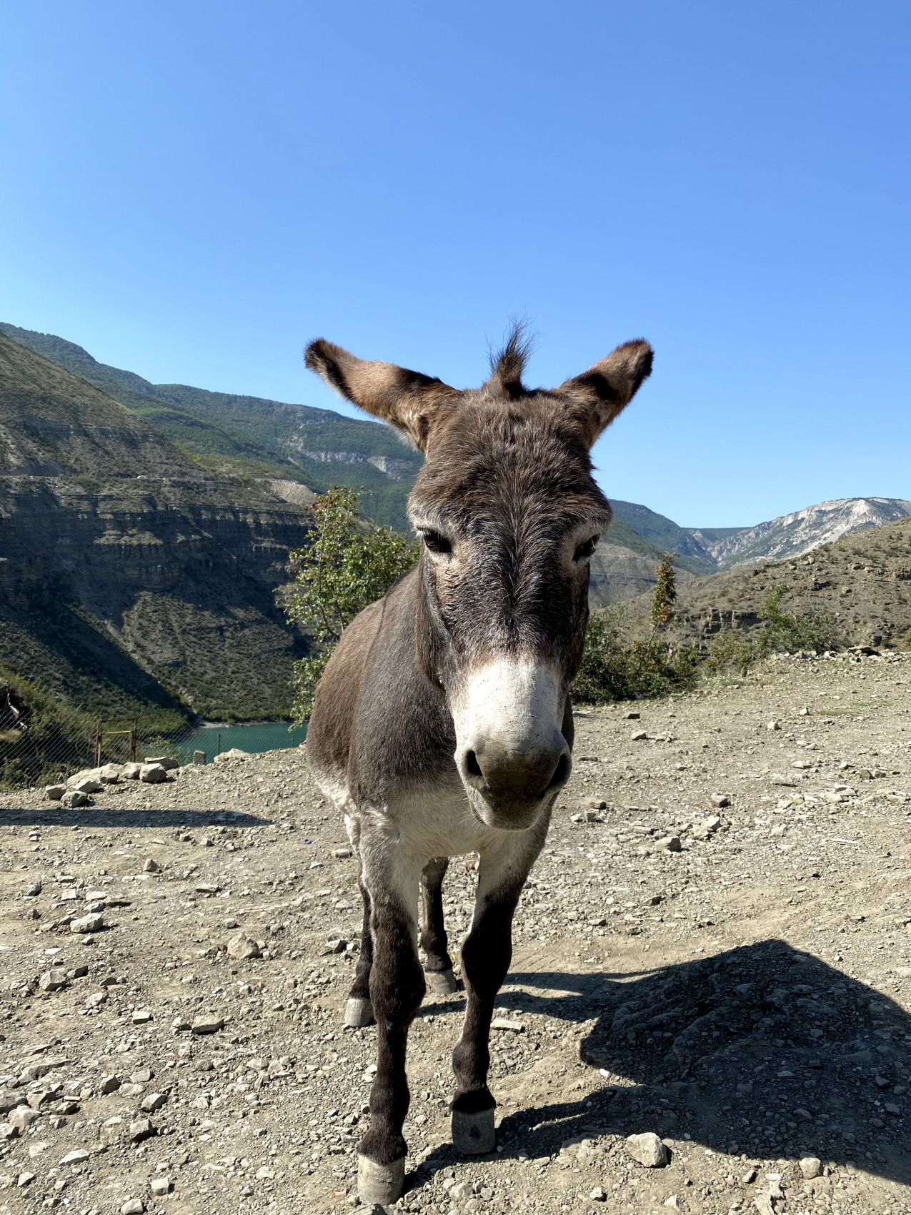 Дагестан. Горная любовь (48/108)