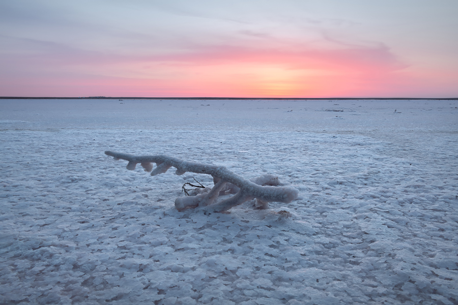 Путешествие в цветущую степь (2/26)