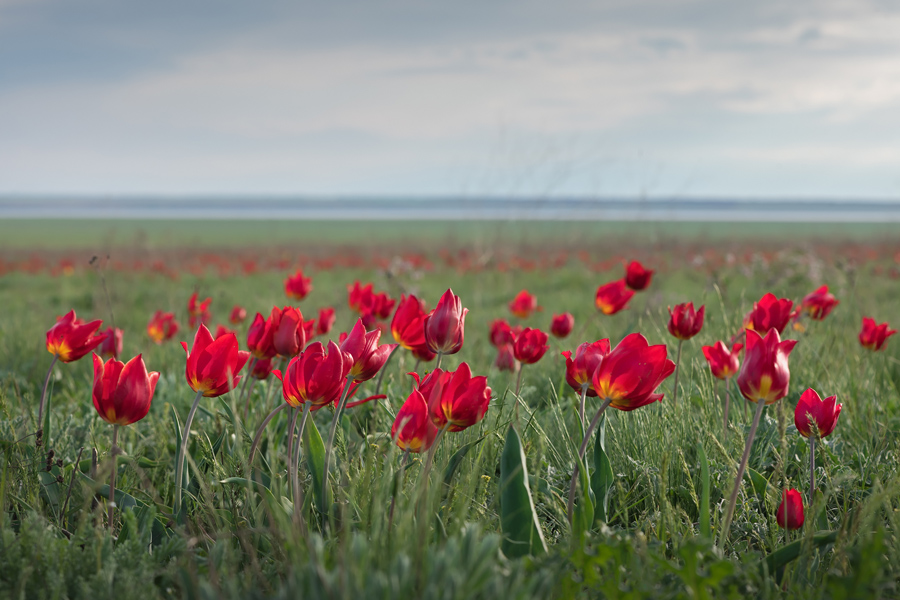 Путешествие в цветущую степь (12/26)