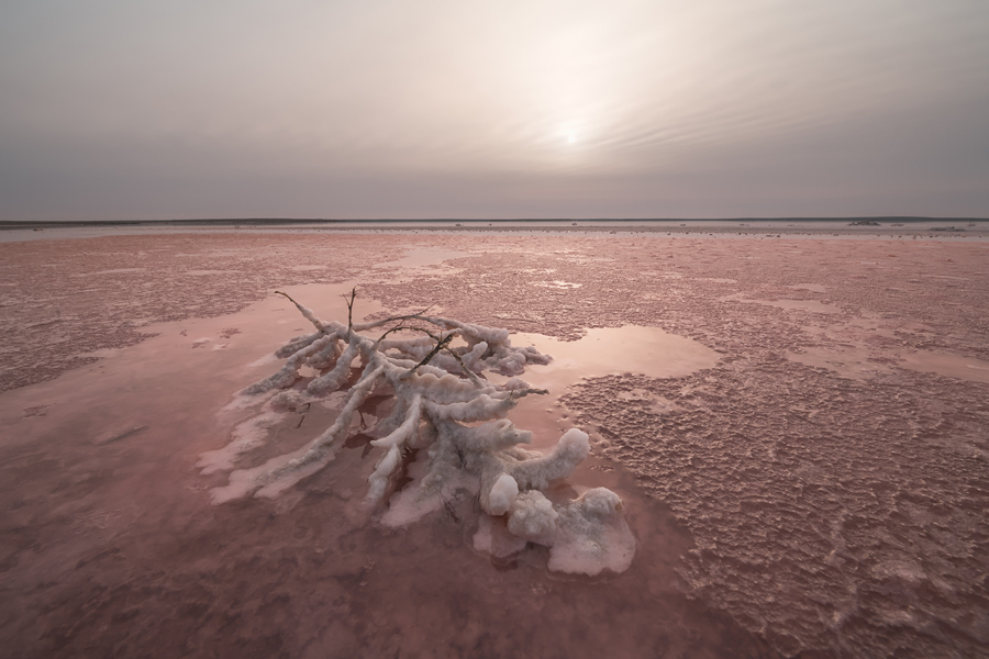 Путешествие в цветущую степь (4/26)