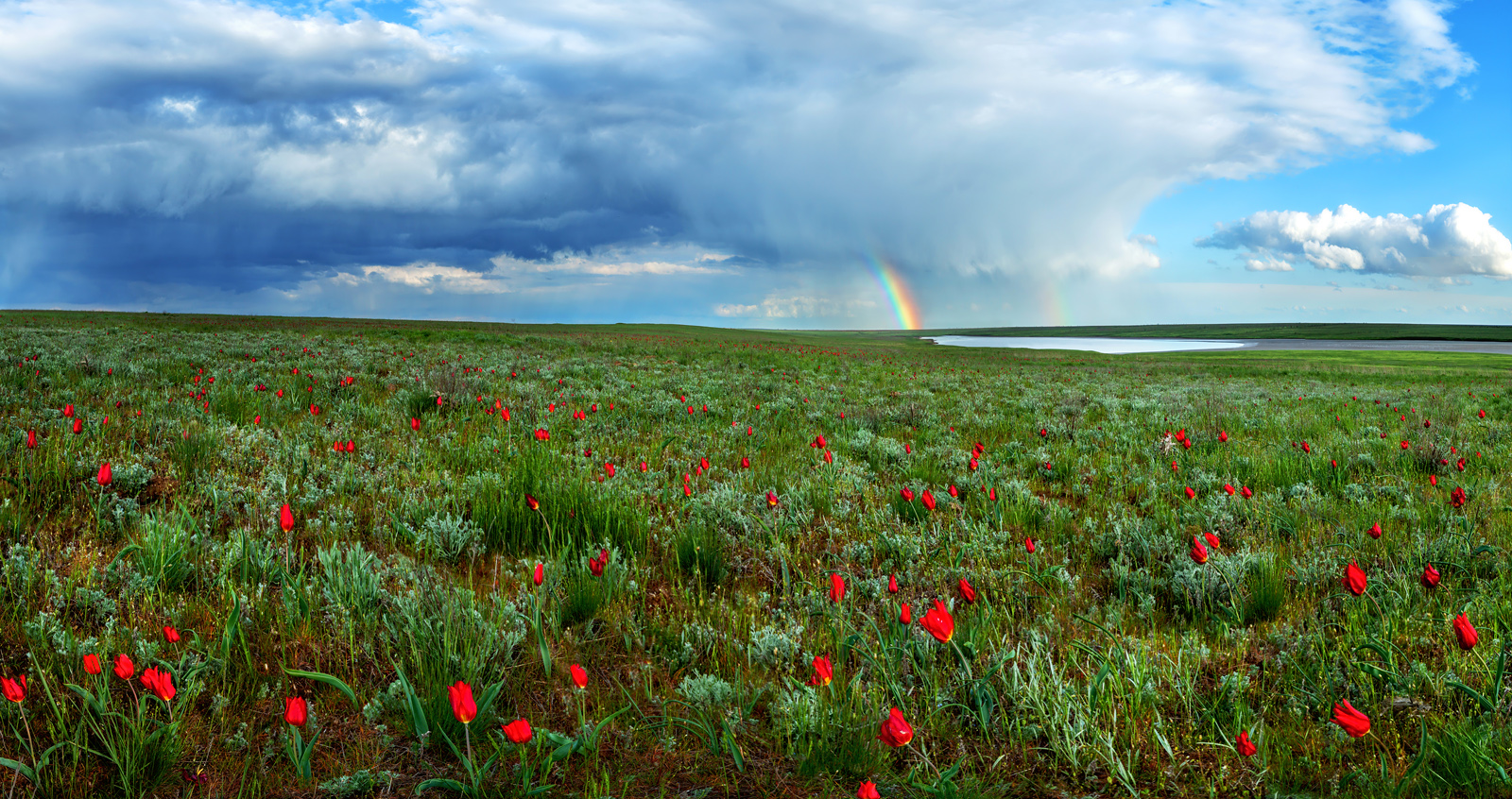 Путешествие в цветущую степь