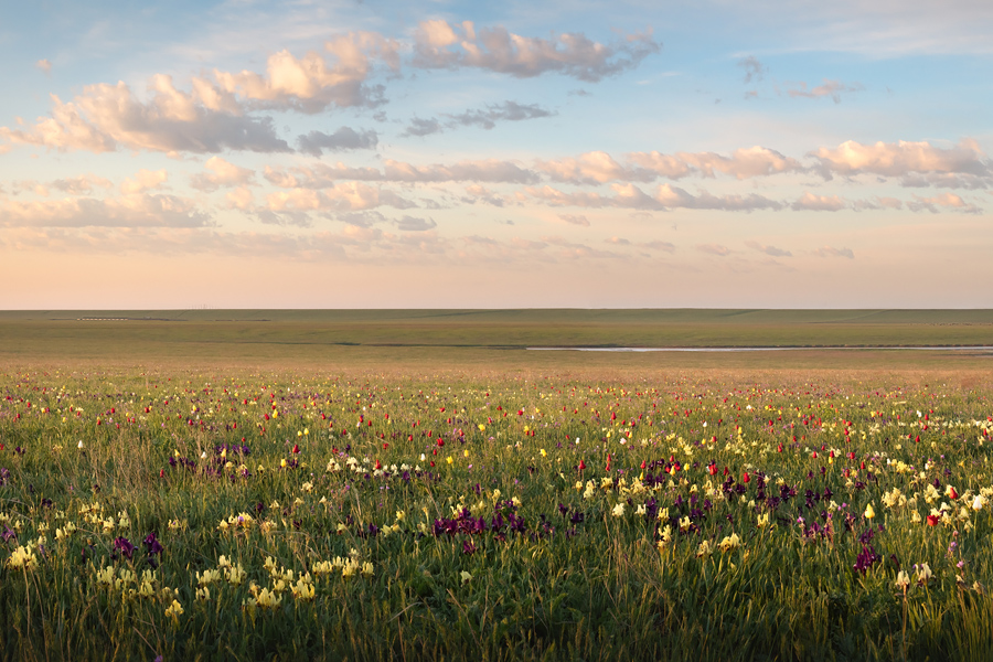 Путешествие в цветущую степь (9/26)