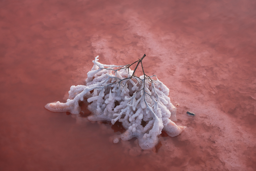 Путешествие в цветущую степь (3/26)