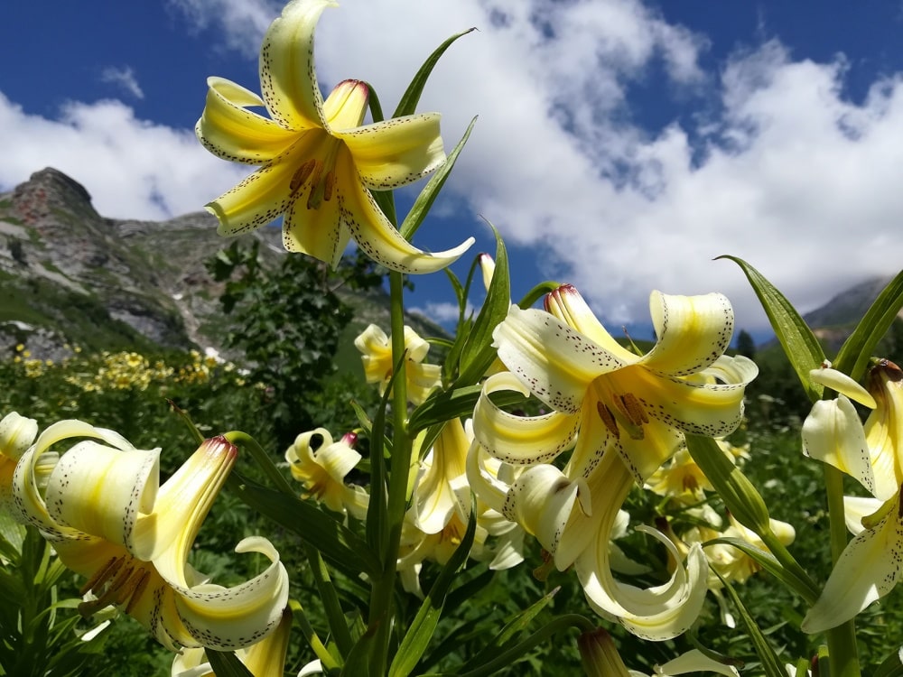 Вершины Адыгеи: Оштен и Фишт (поход) (3/43)