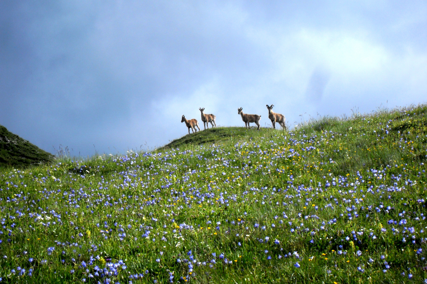 Тхачи и Ачешбоки — спрятанные боги Адыгеи (12/35)