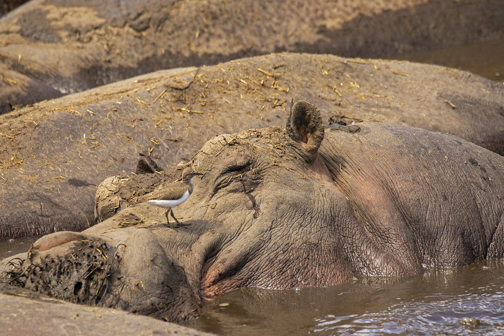 9-дневное миграционное сафари по Серенгети и Нгоронгоро (2/11)