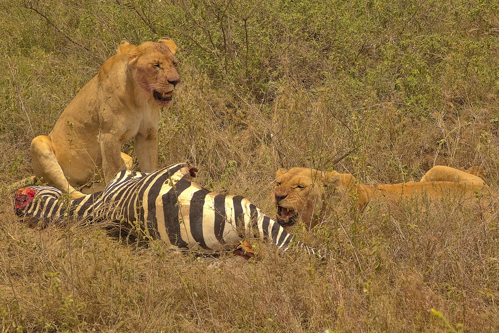 9-дневное роскошное сафари по Большой пятерке в Танзании (5/17)