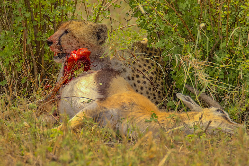 9-дневное роскошное сафари по Большой пятерке в Танзании (3/17)