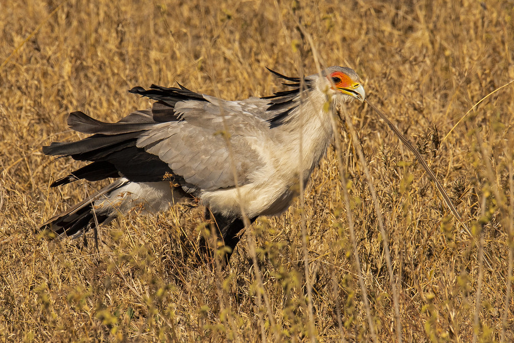 9-дневное роскошное сафари по Большой пятерке в Танзании (7/17)
