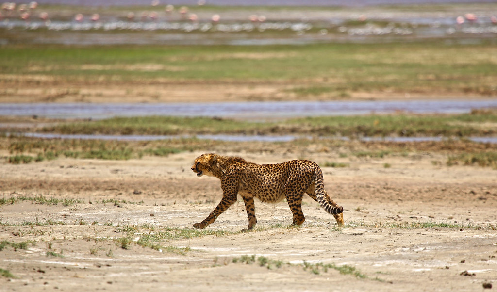 9-дневное роскошное сафари по Большой пятерке в Танзании (6/17)