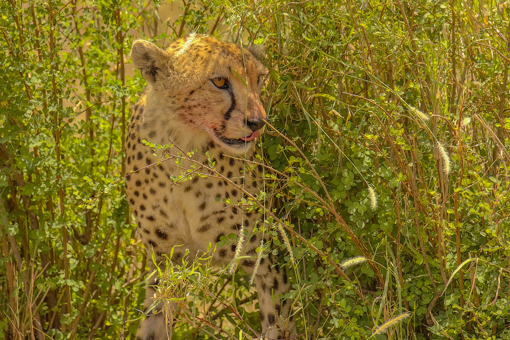 9-дневное роскошное сафари по Большой пятерке в Танзании (2/17)