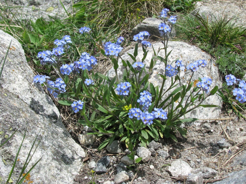 Треккинг по Безенги (без рюкзаков и палаток) (6/33)