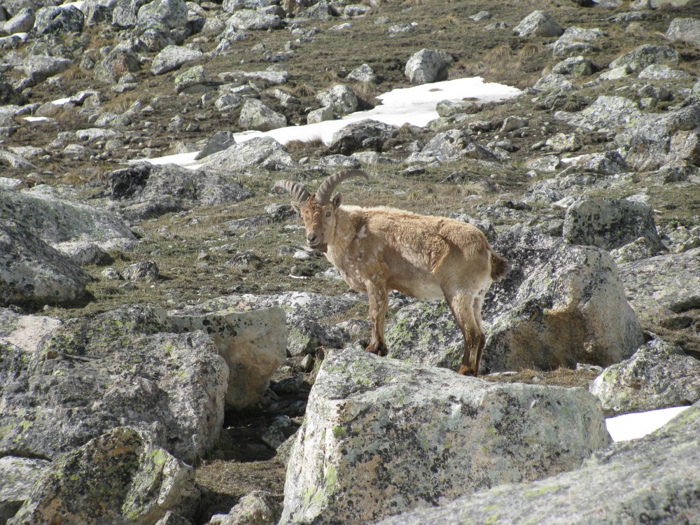 Треккинг по Безенги (без рюкзаков и палаток) (7/33)