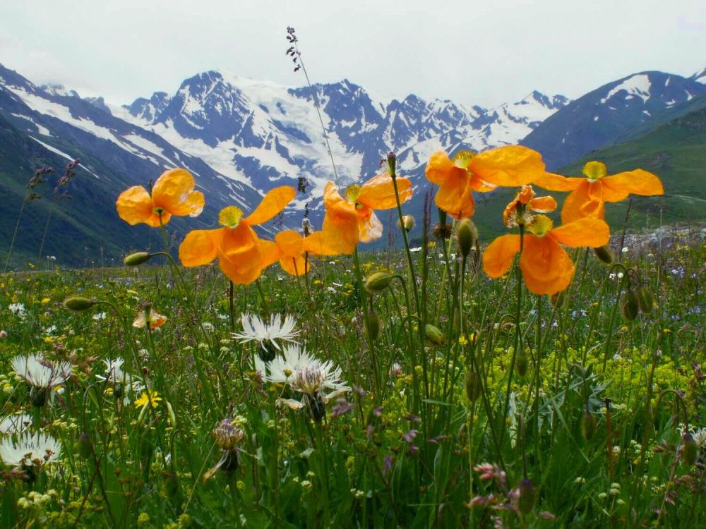 Треккинг по Безенги (без рюкзаков и палаток)