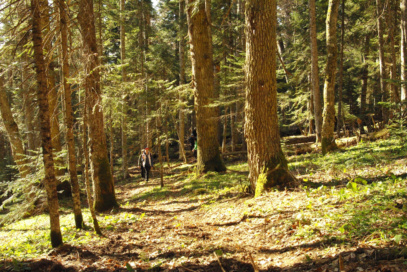 Осеннее очарование гор (35/70)