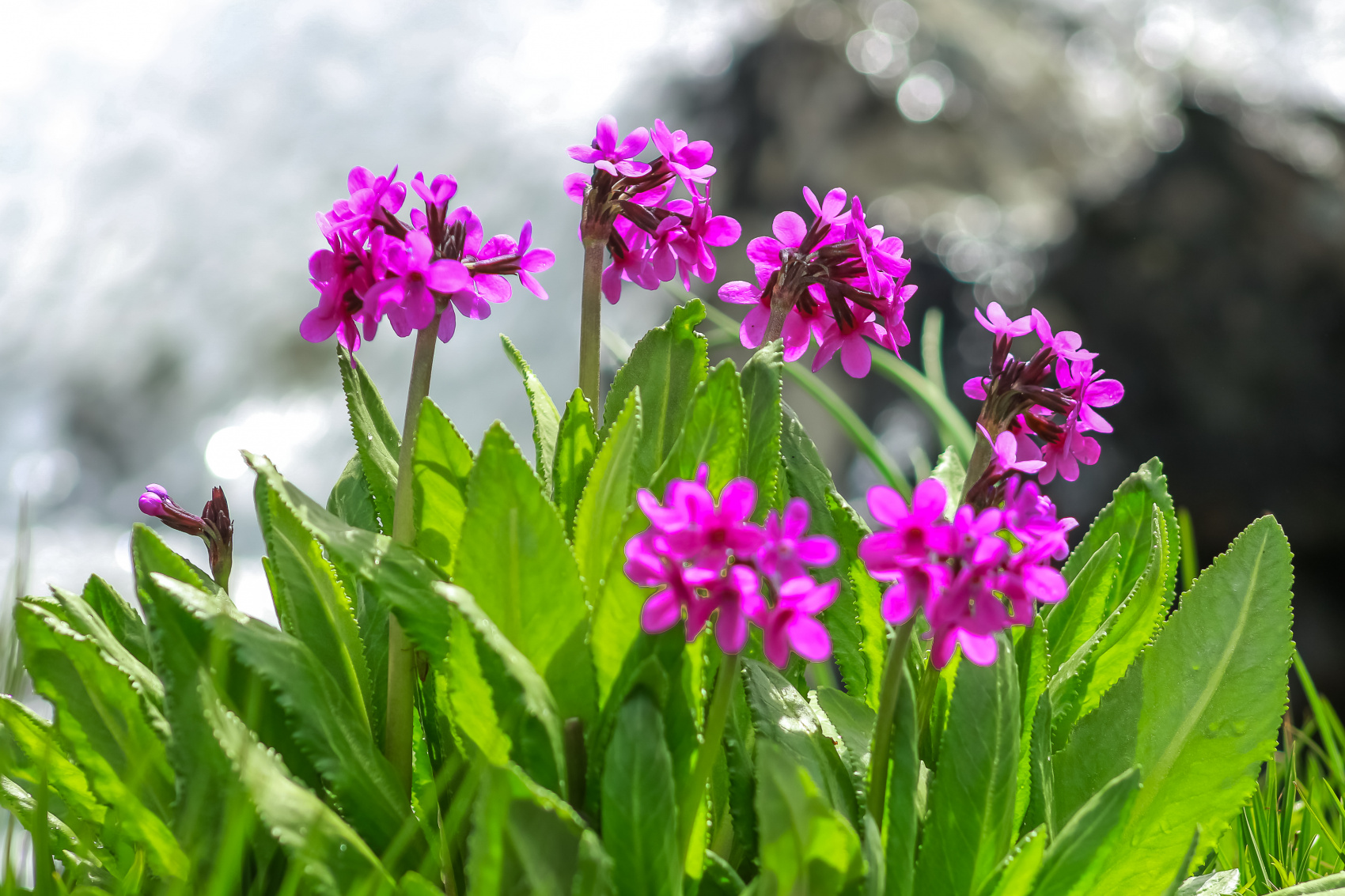 Поход к подножию Белухи с легкими рюкзаками. 11 дней. Кемпинг, баня, питание (8/33)