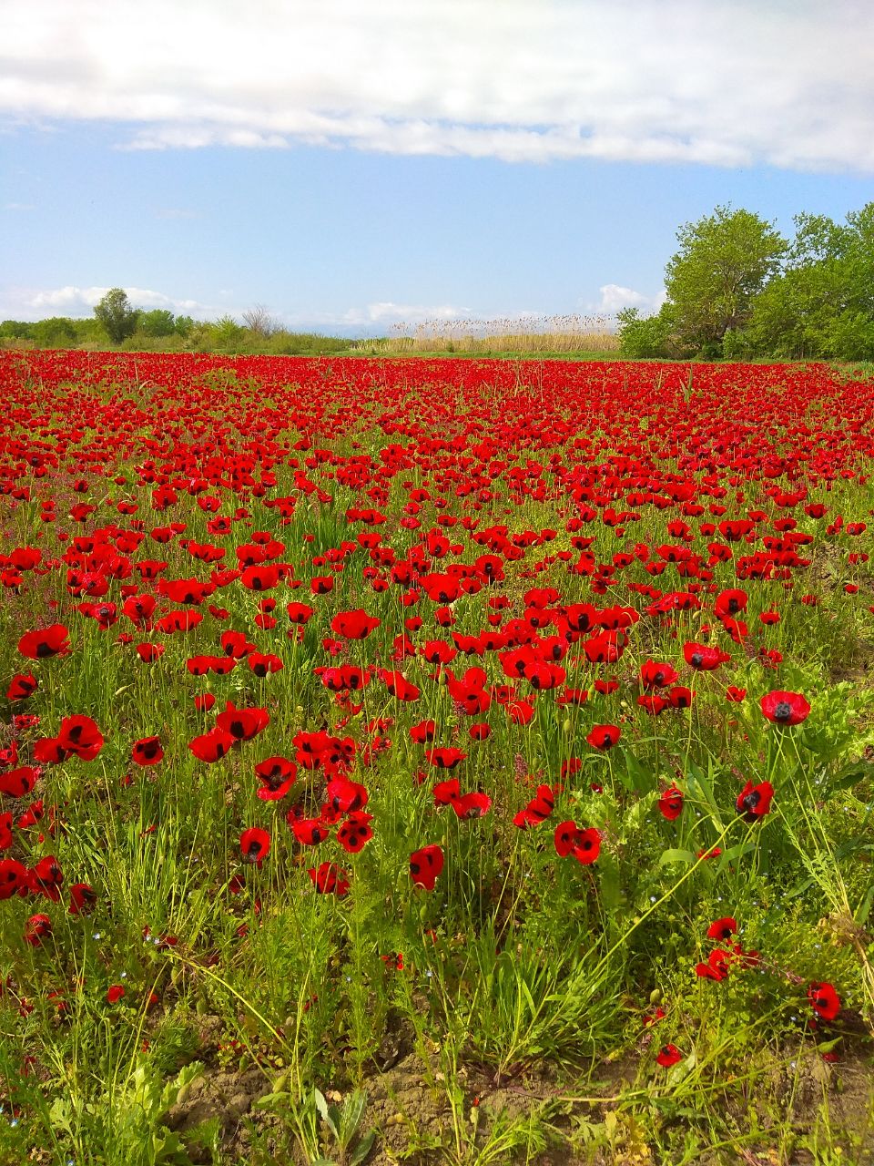 Страна гор (13/64)